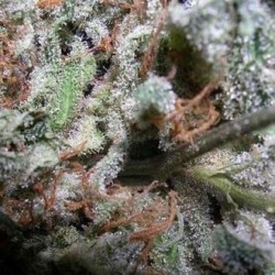 CHAMPIONS PACK INDICA ·...