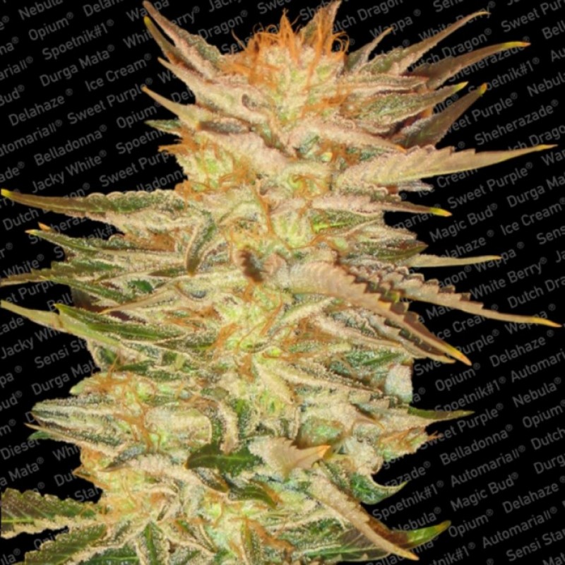 ICE CREAM · Paradise Seeds · cannabis seeds · Fem