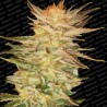 ICE CREAM · Paradise Seeds · semi di canapa indana · Fem