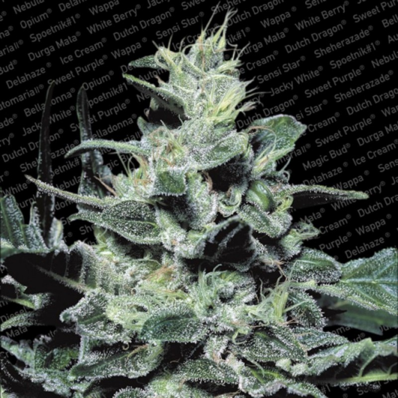 NEBULA · Paradise Seeds · cannabis seeds · Fem