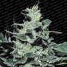 NEBULA · Paradise Seeds · cannabis seeds · Fem