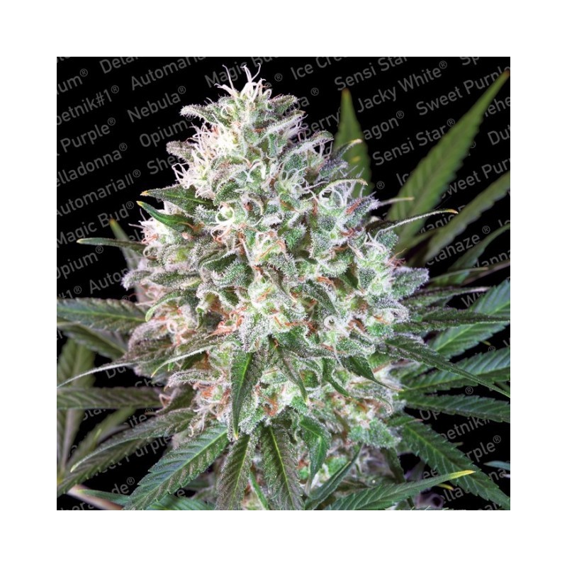 SPACE COOKIES · Paradise Seeds · semi di canapa · Fem