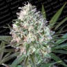 SPACE COOKIES · Paradise Seeds · semi di canapa · Fem