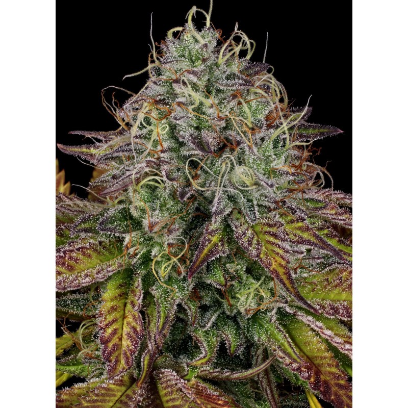 APRICOT CANDY · Paradise Seeds · semi di canapa indiana · Fem