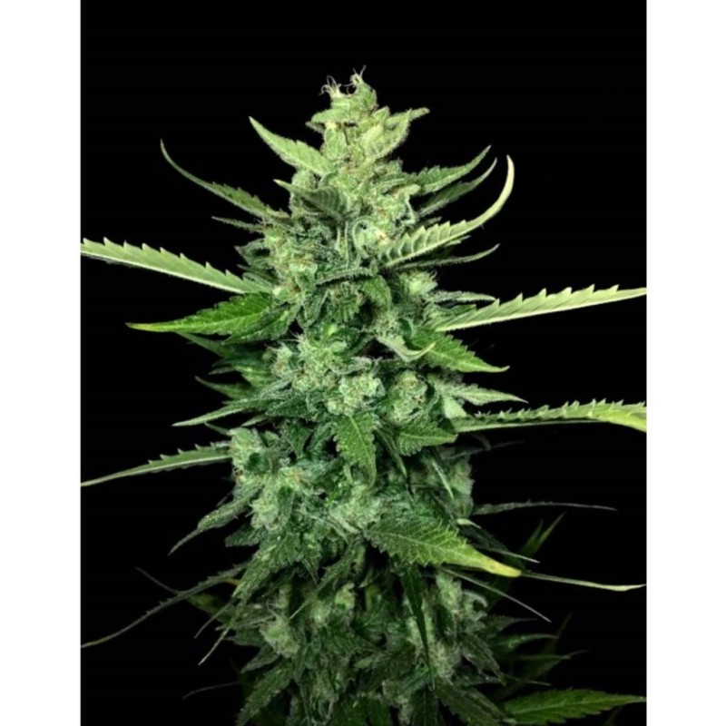 AUTO KONG 4 · Paradise Seeds · kaufen cannabis samen · AutoFem