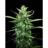 AUTO KONG 4 · Paradise Seeds · semi di canapa · AutoFem