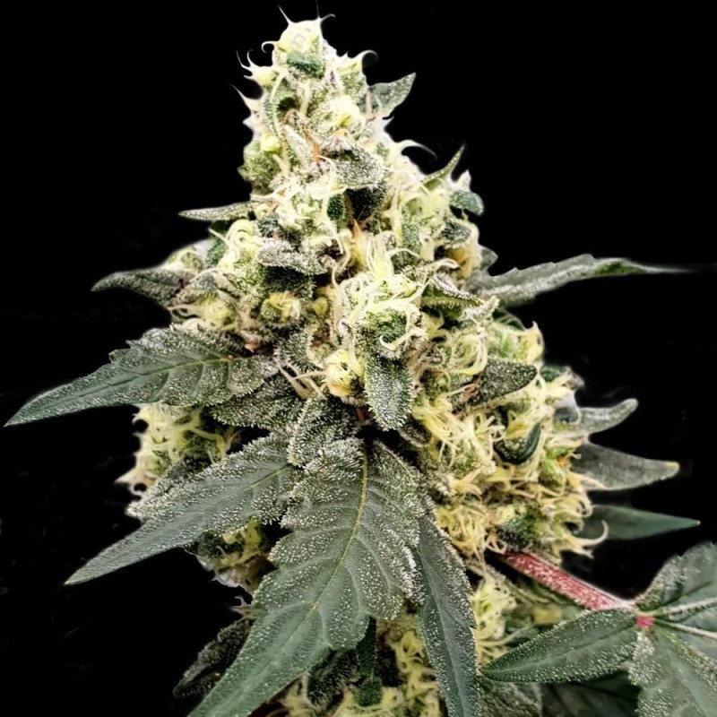 AUTO LEMONADE · Paradise Seeds · cannabis seeds · AutoFem