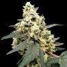 AUTO LEMONADE · Paradise Seeds · cannabis seeds · AutoFem