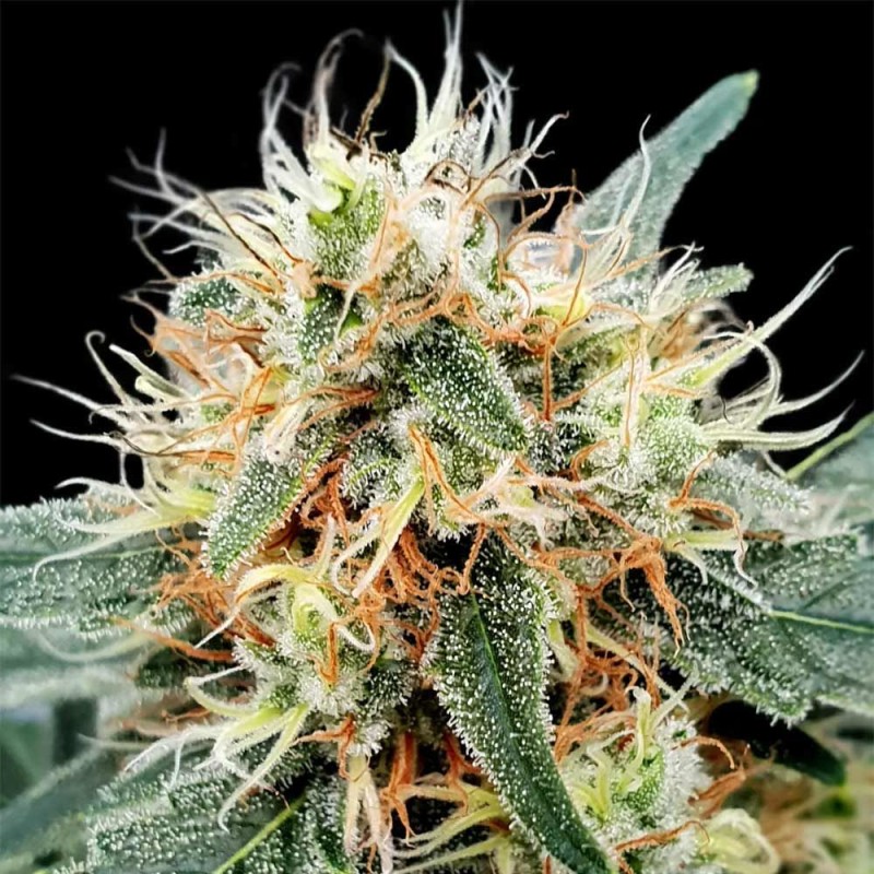 AUTO STROMBOLI · Paradise Seeds · semi di canapa · AutoFem