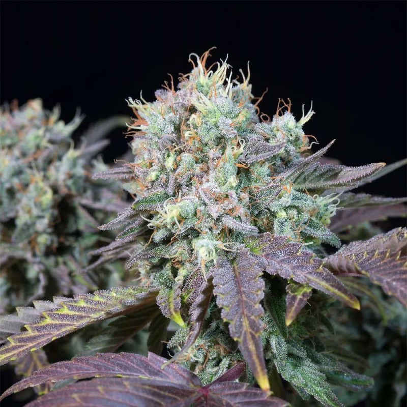 BLUE GEM · Paradise Seeds · cannabis seeds · Fem