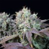 BLUE GEM · Paradise Seeds · cannabis seeds · Fem