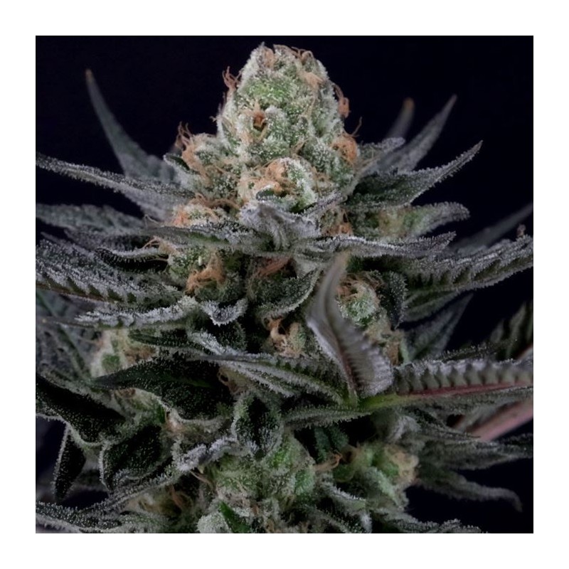 CARAMBA · Paradise Seeds · cannabis seeds · Fem
