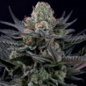 CARAMBA · Paradise Seeds · cannabis seeds · Fem