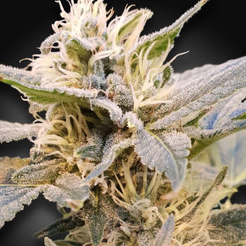 CBDELIGHT · Paradise Seeds · cannabis seeds · Fem