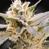 CBDELIGHT · Paradise Seeds · cannabis seeds · Fem