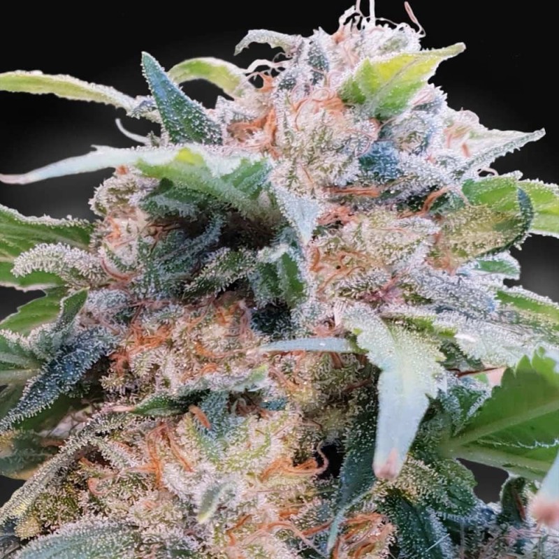 CBDREAM · Paradise Seeds · semi di canapa indiana · Fem