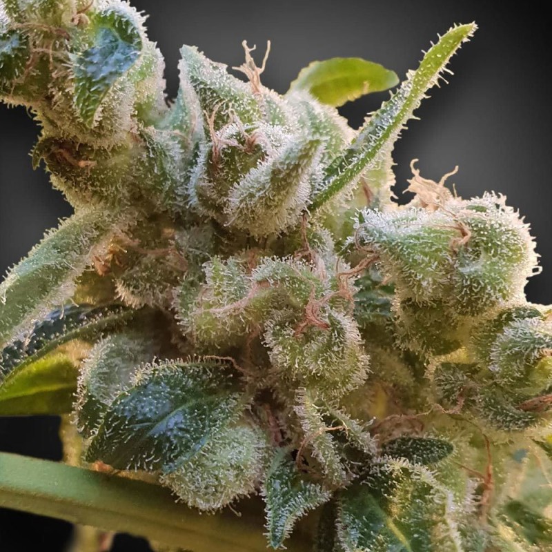 CBDRELAX · Paradise Seeds · semi di canapa indiana · Fem