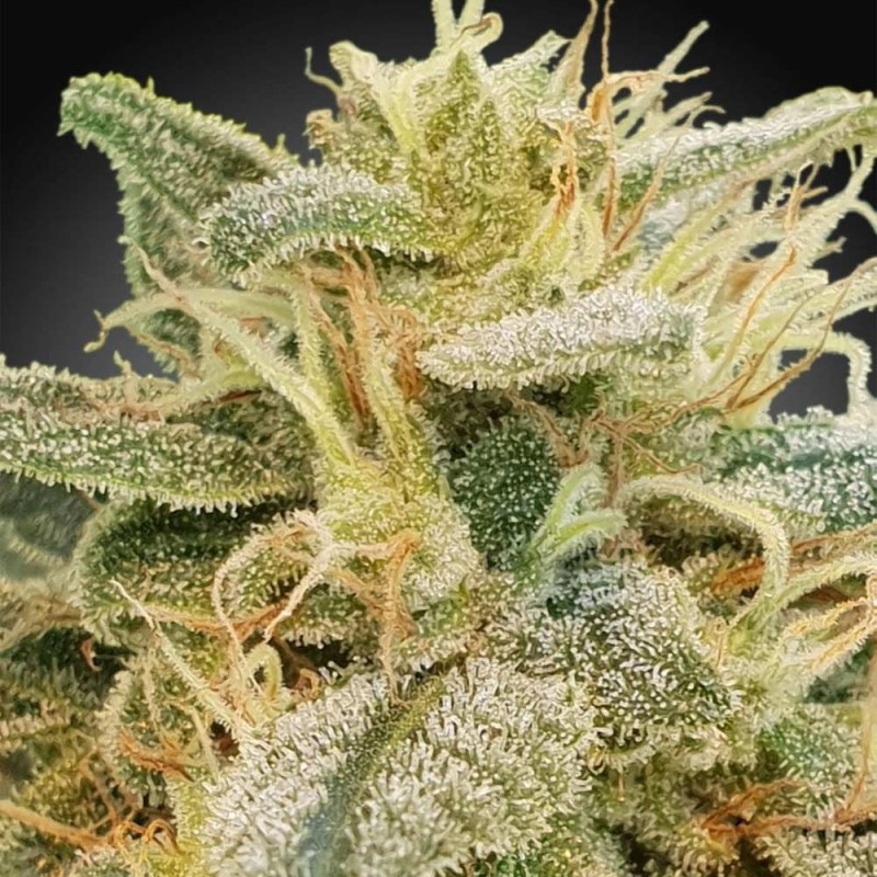 CBDRELIEF · Paradise Seeds · semi di canapa indiana · Fem