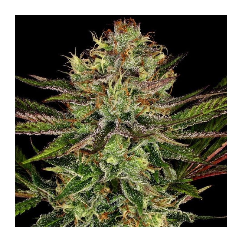 CHOCOLATE WAFFLEZ · Paradise Seeds · semi di canapa indiana · Fem