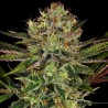 CHOCOLATE WAFFLEZ · Paradise Seeds · cannabis seeds · Fem