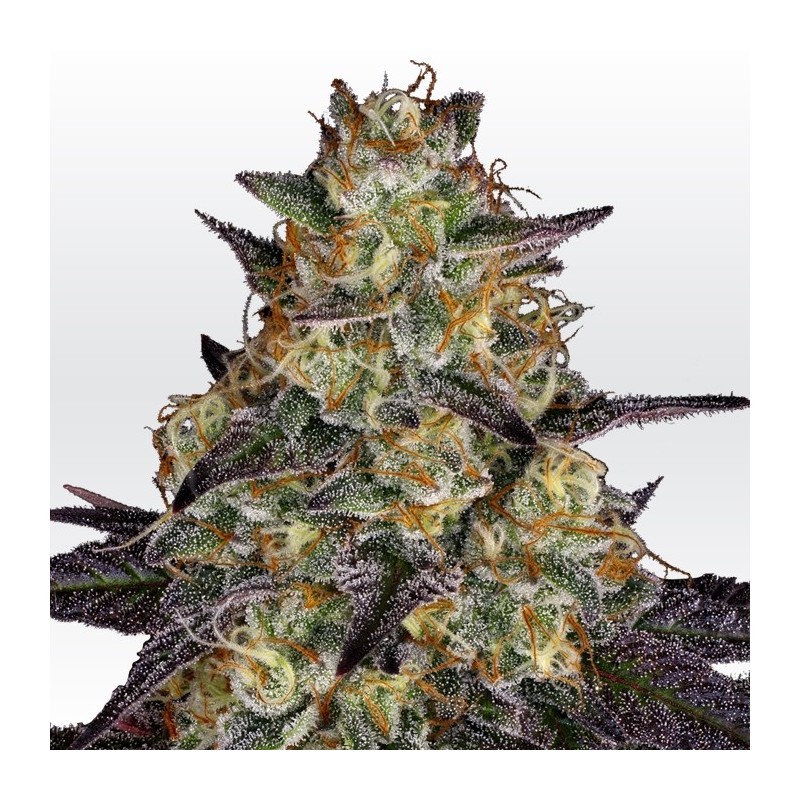 EL DORADO OG · Paradise Seeds · semi di canapa indiana · Fem