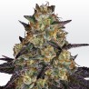 EL DORADO OG · Paradise Seeds · semi di canapa indiana · Fem