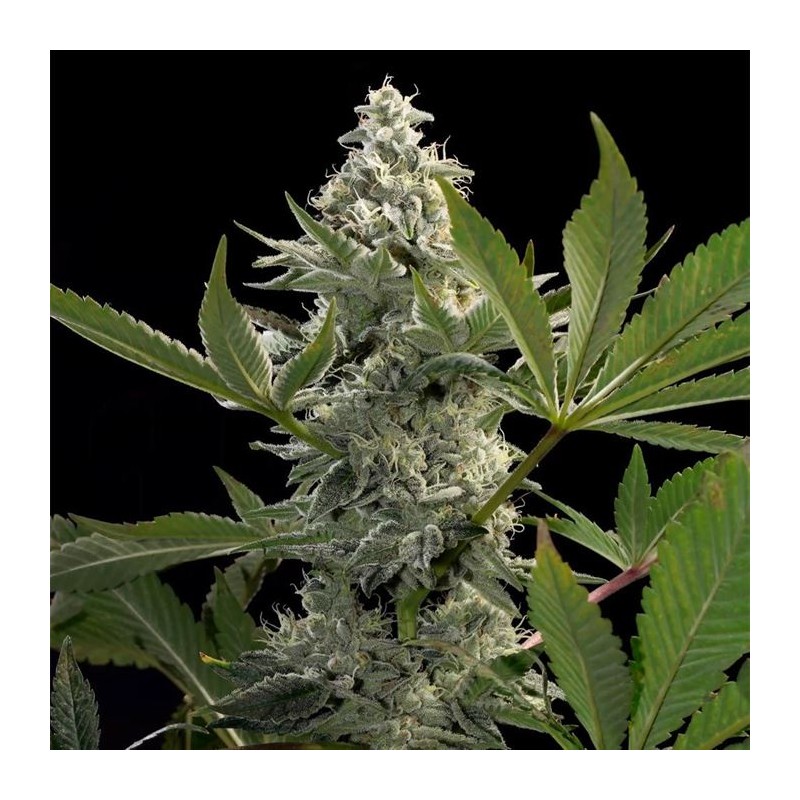 GLOWSTARZ · Paradise Seeds · semi di canapa indiana · Fem