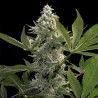 GLOWSTARZ · Paradise Seeds · cannabis seeds · Fem