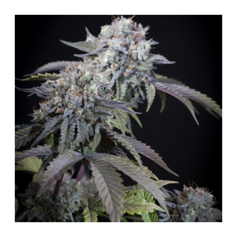 GULUPA · Paradise Seeds · semi di canapa indiana · Fem