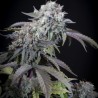 GULUPA · Paradise Seeds · cannabis seeds · Fem