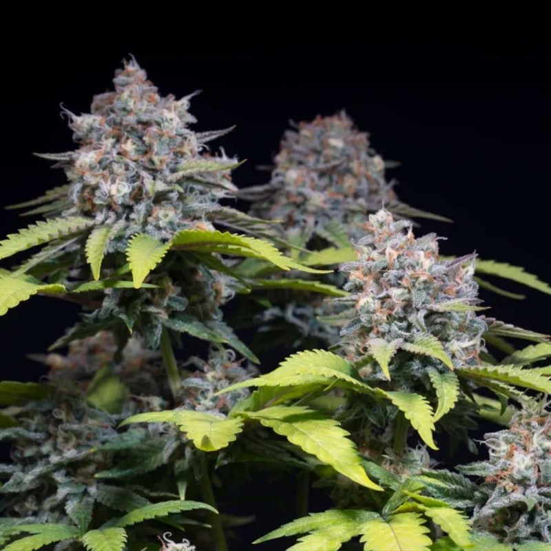 HIGHWAY 66 · Paradise Seeds · semi di canapa indiana · Fem