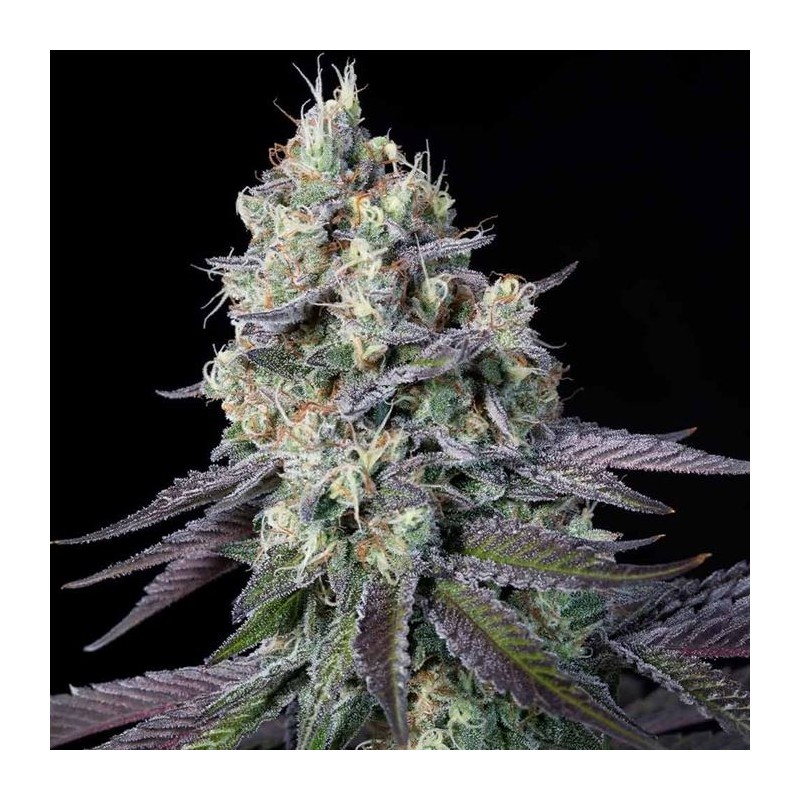 PURPLE MINTS · Paradise Seeds · cannabis seeds · Fem