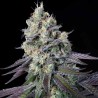 PURPLE MINTS · Paradise Seeds · cannabis seeds · Fem