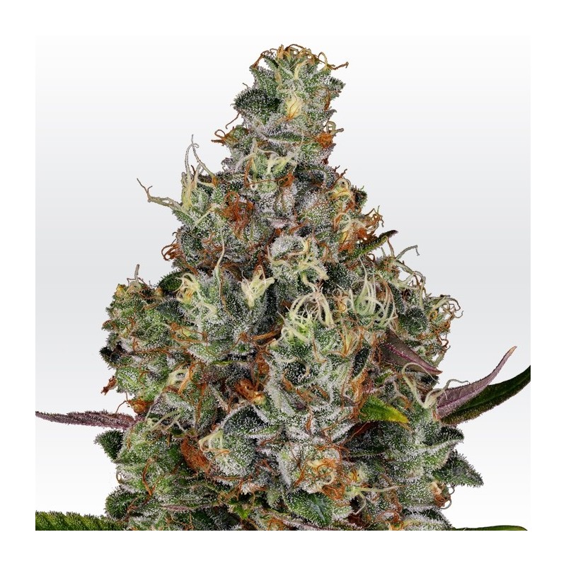 RAINBOW ROAD · Paradise Seeds · cannabis seeds · Fem