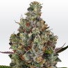 RAINBOW ROAD · Paradise Seeds · cannabis seeds · Fem