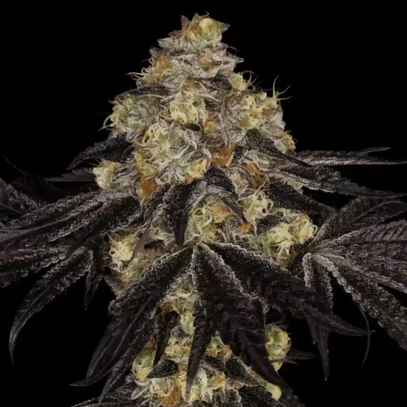 SUNSET PARADISE · Paradise Seeds · semi di canapa indiana · Fem