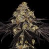 SUNSET PARADISE · Paradise Seeds · cannabis seeds · Fem