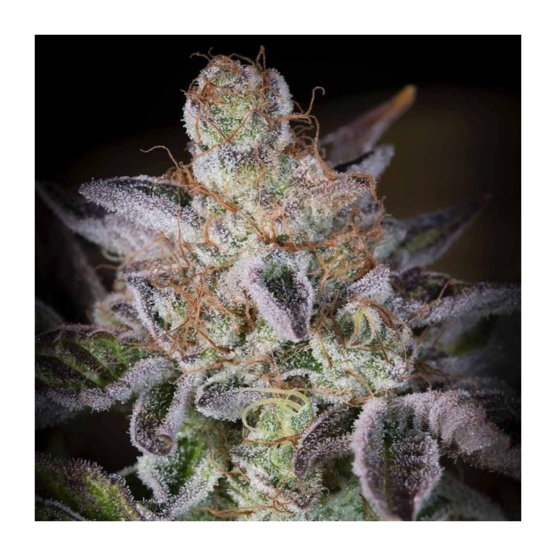 SWEETOPIA · Paradise Seeds · semi di canapa indiana · Fem