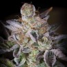 SWEETOPIA · Paradise Seeds · cannabis seeds · Fem