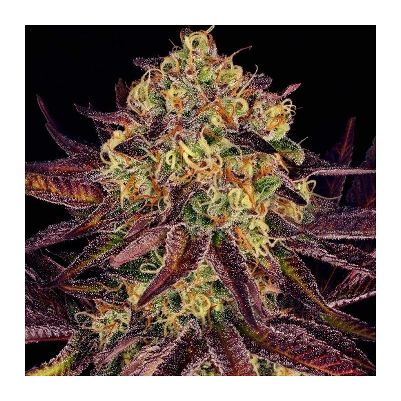 TANGERINE SORBET · Paradise Seeds · semi di canapa indiana · Fem