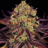 TANGERINE SORBET · Paradise Seeds · semi di canapa indiana · Fem