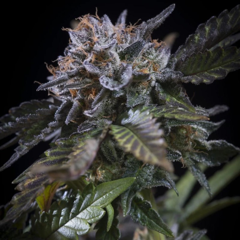 WHITE NOISE · Paradise Seeds · semi di canapa indiana · Fem