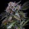 WHITE NOISE · Paradise Seeds · semi di canapa indiana · Fem