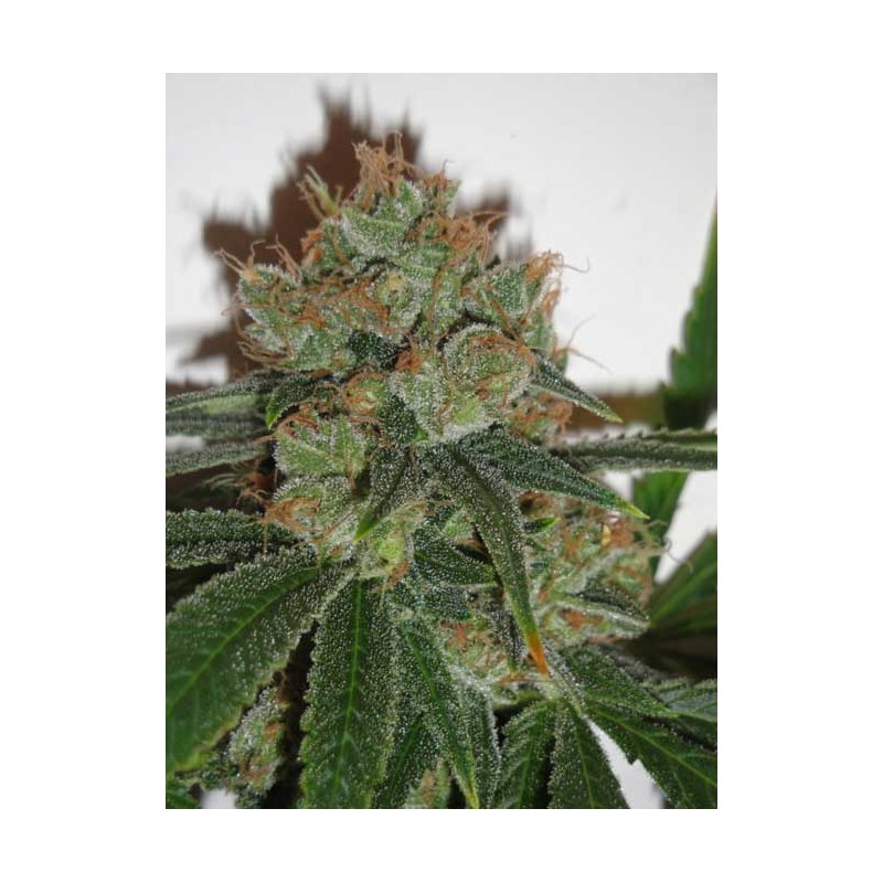 BUBBLICIOUS · Resin Seeds · semi di canapa · Fem