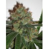 BUBBLICIOUS · Resin Seeds · semi di canapa · Fem
