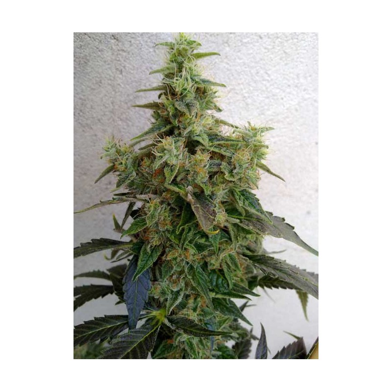 DIESELTONIC · Resin Seeds · semi di canapa · Fem