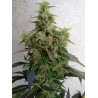 DIESELTONIC · Resin Seeds · semi di canapa · Fem