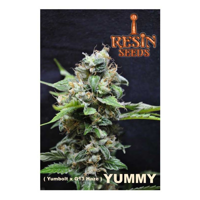 YUMMY · Resin Seeds · semi di canapa · Fem