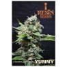 YUMMY · Resin Seeds · sementes de maconha · Fem