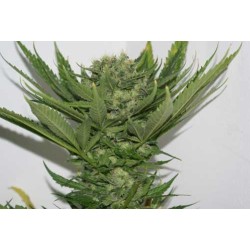SOUR P · Resin Seeds · semi...